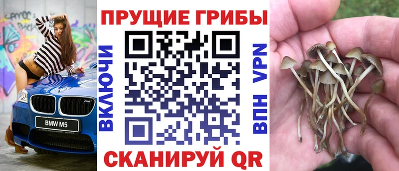 hydra рабочий сайт Пошехонье Галлюциногенные грибы Psilocybine cubensis